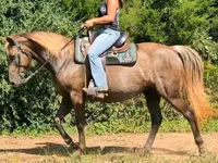 Kobila, Kentucky mountain daddle horse — fotografija 8