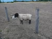 Qoʻchqor, White Suffolk sheep — 1-rasm