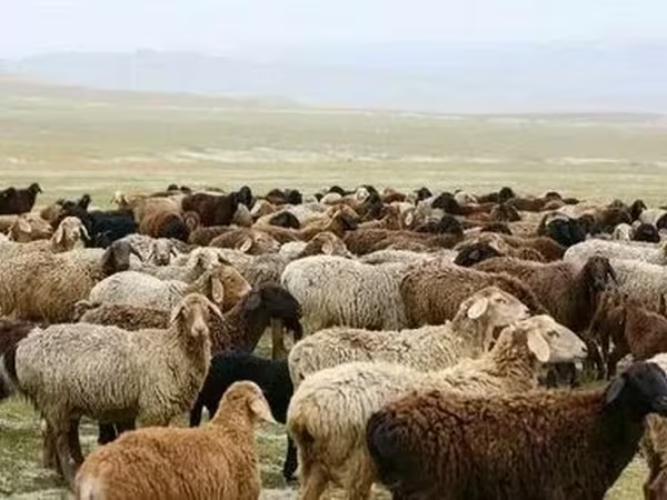 Bélier, Moutons