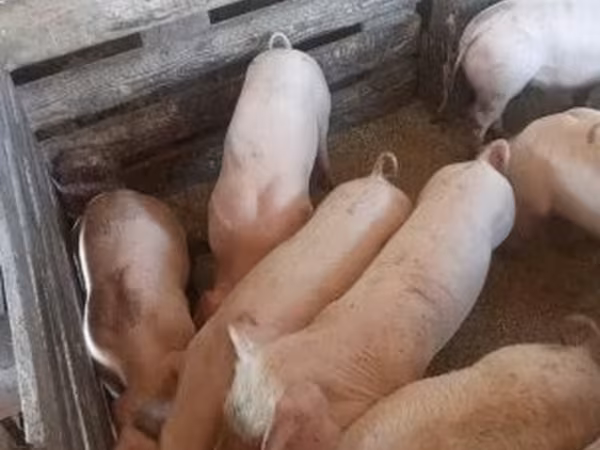 Sow, Крупная белая