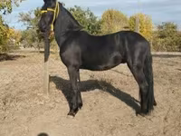Caballo, Friesian — foto 2