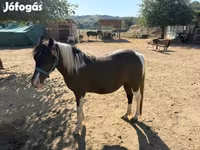 母马, Horses — 照片 6