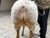 Ovca, Awassi sheep — fotografija 5
