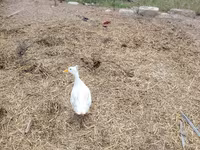 Nemački pekin — fotografija 3