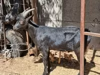 Ziegenbock, Alpine goat — Foto 7
