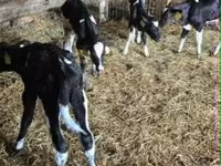 公牛, Russian Black pied cattle — 照片 3