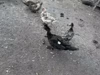 Ducks — zdjęcie 1