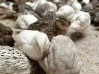 Quails — 照片 2