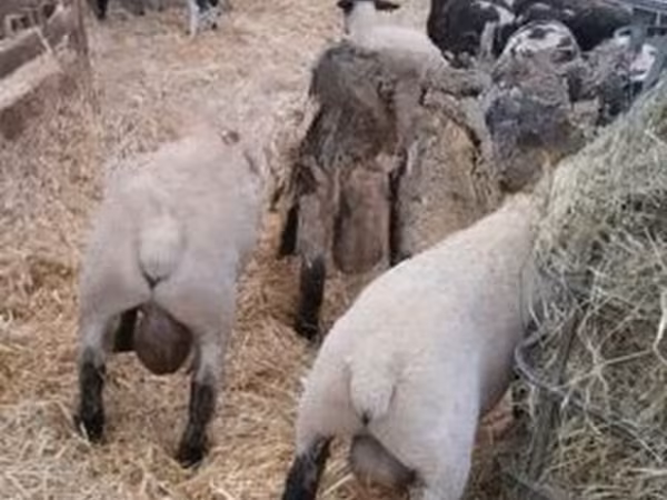 Ovan, White Suffolk sheep