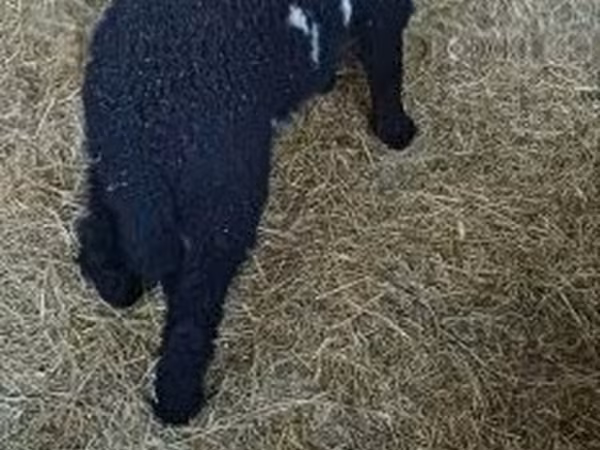 Ram, Wallis Country sheep