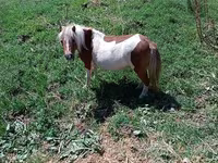 Kobila, Australian Pony — fotografija 4