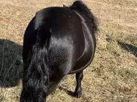 Yegua, Caballos — foto 4
