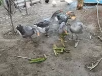 Geese — Foto 2
