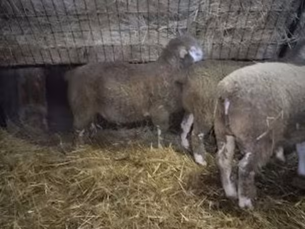 Carnero, Ile-de-France sheep