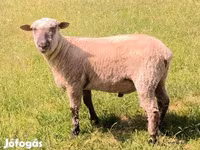 Ovan, Shroshire sheep — fotografija 2