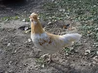 Chickens — 照片 2