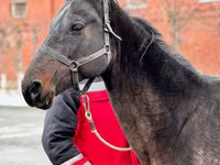Kobyła, Akhal-Teke — zdjęcie 1