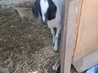 Koza, Nubian Goat — fotografija 1