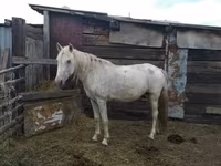 Jument, Chevaux — photo 1