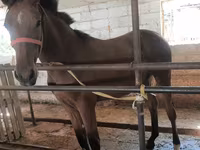 Kobila, Thoroughbred horse — fotografija 2