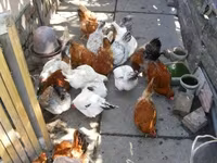 डेनिश हेन — फ़ोटो 2