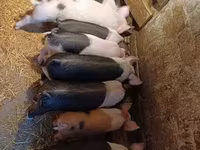 Cerdos (lote, sexo no especificado), Cerdos — foto 1