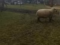 Bélier, Shroshire sheep — photo 1