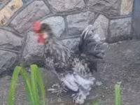 Chickens — 照片 1