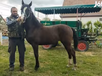 घोड़ी, Dutch warmblood horse — फ़ोटो 1