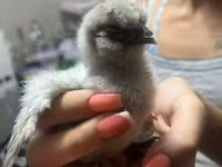 Silkie — zdjęcie 4