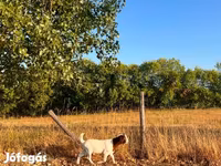 बकरी, Boer goat — फ़ोटो 8