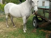 Stute, Hungarian horse breed — Foto 3