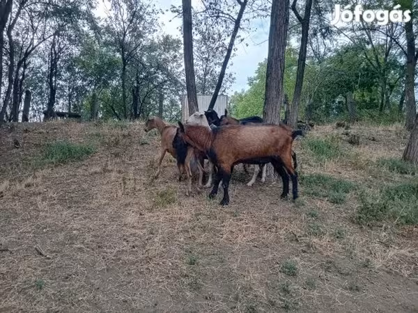बकरा, Alpine goat