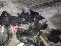 Australorp — fotografija 2