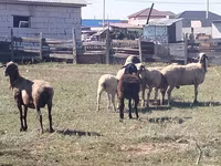 Brebis, Moutons — photo 2