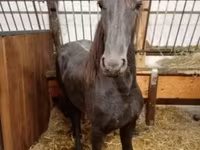 母马, Horses — 照片 2