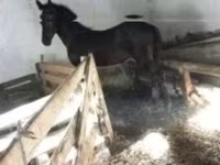 Cheval, Nonius horse — photo 5