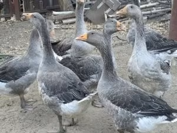 Geese — Hungria