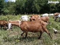 Koza, Nubian Goat — fotografija 2