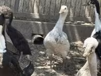 Ducks — zdjęcie 2