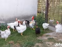 Chickens — الصورة 1