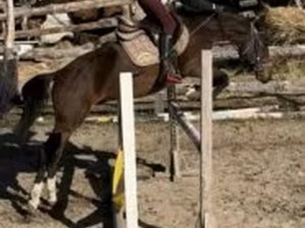 Horse (M), Hungarian horse breed