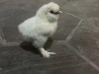 Silkie — zdjęcie 2