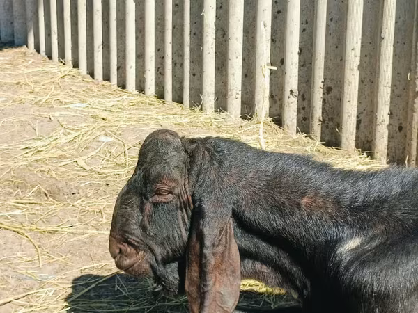 Jarac, Kamori goats