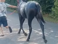 Pastuv, Lipizzaner — fotografija 3