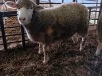 نعجة, Ile-de-France sheep — الصورة 1
