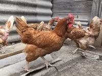 Chickens — الصورة 2