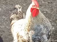 Chickens — 照片 3