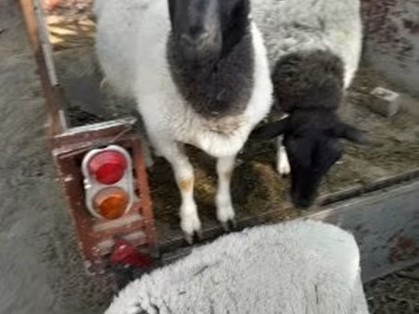 نعجة, Dorper sheep