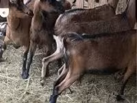भेड़, Alpines Steinschaf sheep — फ़ोटो 1